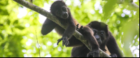        howler monkey mother and baby samara trails hike 
  - Costa Rica