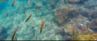        cortez rainbow wrasse tortuga island 
  - Costa Rica