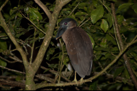        Boat Billed Heron Tortuguero
  - Costa Rica