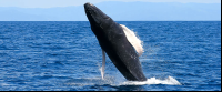        whale jumping body 
  - Costa Rica
