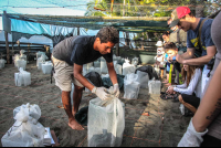        Unwrapping The New Baby Turtle Nests Turtle Hatching At Piro Beach
  - Costa Rica