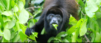        tortuguero national park attraction howler 
  - Costa Rica
