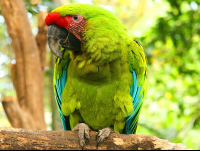        Great Green Macaw Perched On Tree Branch
  - Costa Rica