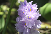        jasmine flowers floating 
  - Costa Rica
