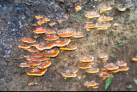        Mushrooms Growing On A Tree Trunk
  - Costa Rica