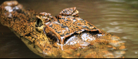        tortuguero national park attraction caiman 
  - Costa Rica