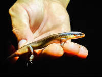        Salamander Caletas Night Hike
  - Costa Rica
