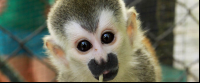        kids saving the rainforest attraction baby titi 
  - Costa Rica