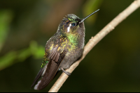        Hummingbird Perched On A Branch Monteverde
  - Costa Rica