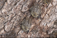        long nose bats 
  - Costa Rica