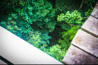        View Under A Platform Osa Palmas Canopy Tour
  - Costa Rica