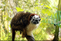        kids saving the rainforest attraction tamarin 
  - Costa Rica