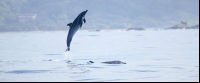        dolphin mid air 
  - Costa Rica