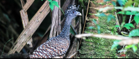        tortuguero national park attraction crested guan 
  - Costa Rica