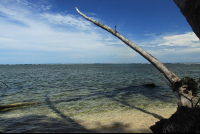        cahuita national park attraction page broken palm 
  - Costa Rica