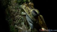        gladiator tree frog.png
  - Costa Rica