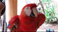        ara project macaws extra 
  - Costa Rica
