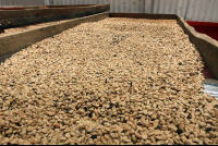        helaconia ranch coffee beans 
  - Costa Rica