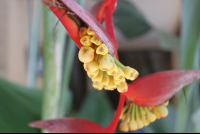        tropical flower costa coral 
  - Costa Rica