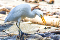        White Bird On The Sand
  - Costa Rica