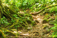        Moderate Trail Ascending Celeteste River Waterfall Tour
  - Costa Rica