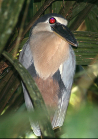        Bird Boat Billed Heron Barra Del Colorado
  - Costa Rica