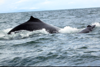        ballena aventura tour mother calf 
  - Costa Rica