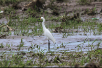        Ibis On The Tarcoles Riverbank
  - Costa Rica