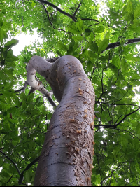        gumbo limbo tree top 
  - Costa Rica