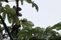        pocosol station chestnut mandible toucan 
  - Costa Rica