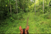        discovery horseback tour secondary forest 
  - Costa Rica
