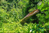        Fallen Tree Cabo Blanco Reserve
  - Costa Rica