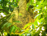        Sloth Manuel Antonio National Park
  - Costa Rica