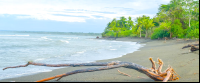        Beach At Sirena Ranger Station
  - Costa Rica