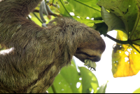        hacienda baru hotel three toed sloth 
  - Costa Rica