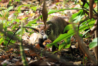        carara national park coati 
  - Costa Rica