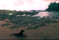        dominicalito attraction in camera settings purple 
  - Costa Rica