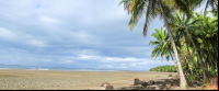        uvita beach attraction palms 
  - Costa Rica