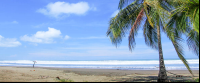        bejuco beach palm 
  - Costa Rica