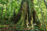        kekoldi reserve tree 
  - Costa Rica