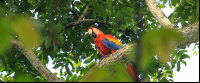        carara national park scarlet macaw 
  - Costa Rica
