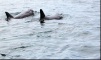        caribbean adventure snorkeling dolphin watching dolphins 
  - Costa Rica