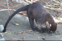        Coati Digging A Hole In The Sand Sirena Beach Corcovado
  - Costa Rica