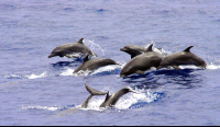        dolphins jumping 
  - Costa Rica