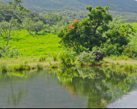        tree reflection on a pond  eruption site lookout point
  - Costa Rica