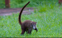        Juvenile Coati Papagayo
  - Costa Rica