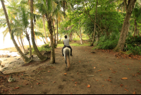       terraventuras beach horseback ride under the trees 
  - Costa Rica