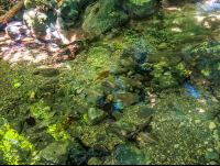        Creek Trail
  - Costa Rica