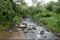        bamboo forest moutain bike tour stream 
  - Costa Rica