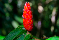       flower at arenal volcano  eruption site lookout point
  - Costa Rica